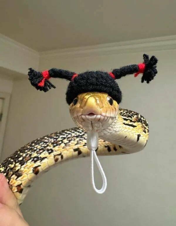 Funny Animals (22 pics)