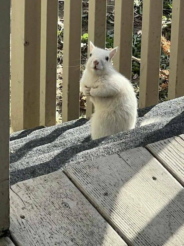 Funny Animals (22 pics)