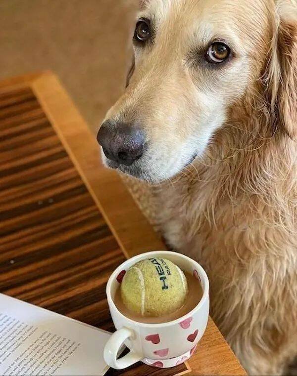 Funny Animals (22 pics)