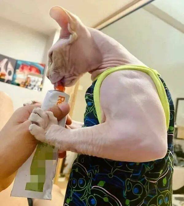 Funny Animals (22 pics)