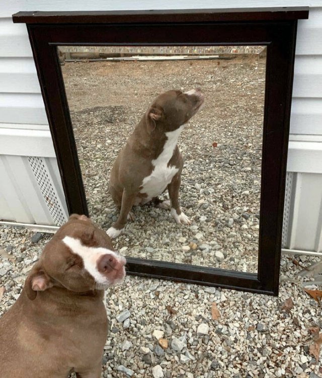 They're Just Trying To Sell Mirrors (22 pics)