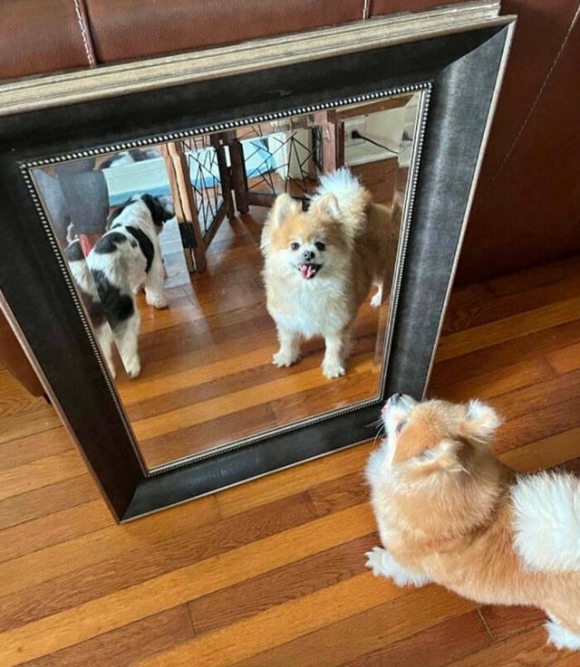 They're Just Trying To Sell Mirrors (22 pics)
