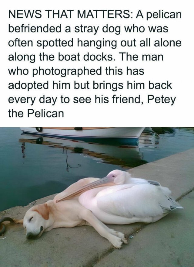 Photos And Stories For A Good Mood (24 pics)