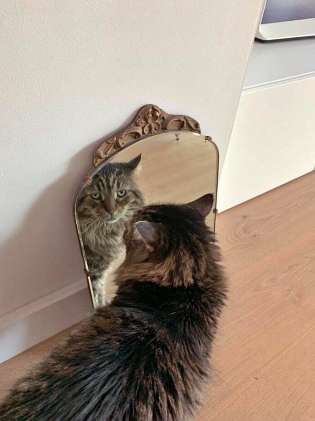 They're Just Trying To Sell Mirrors (22 pics)