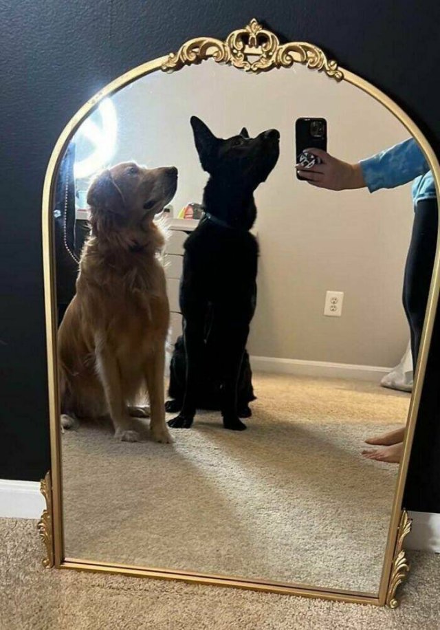 They're Just Trying To Sell Mirrors (22 pics)