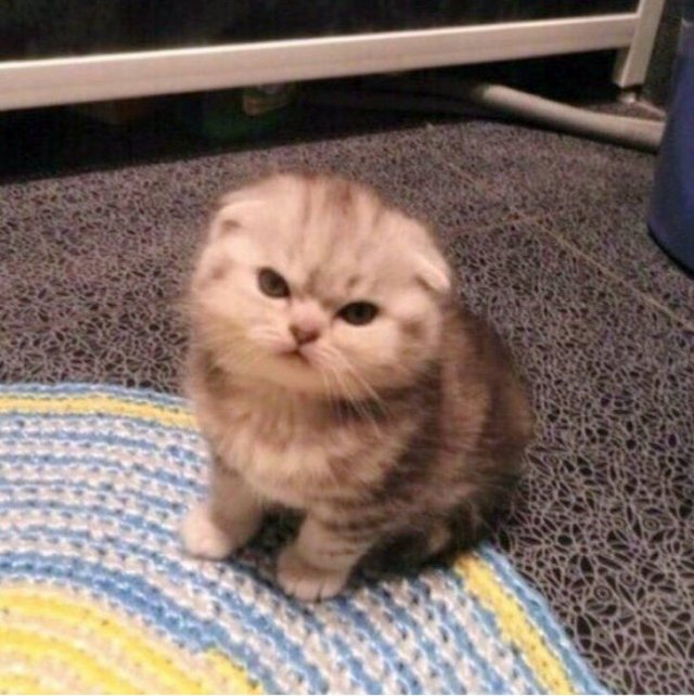 People Share Their Cute And Funny Cats (21 pics) People Share Their Cute And Funny Cats (21 pics)