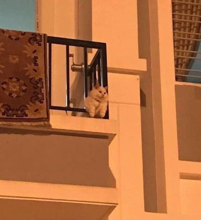 People Share Their Cute And Funny Cats (21 pics) People Share Their Cute And Funny Cats (21 pics)