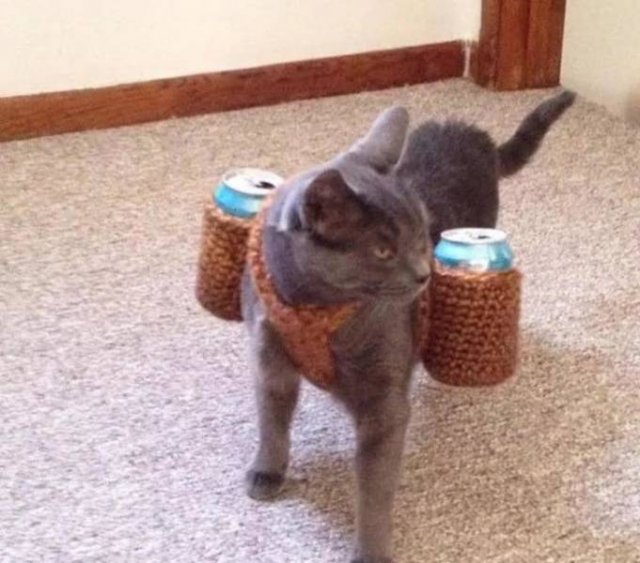 People Share Their Cute And Funny Cats (21 pics) People Share Their Cute And Funny Cats (21 pics)