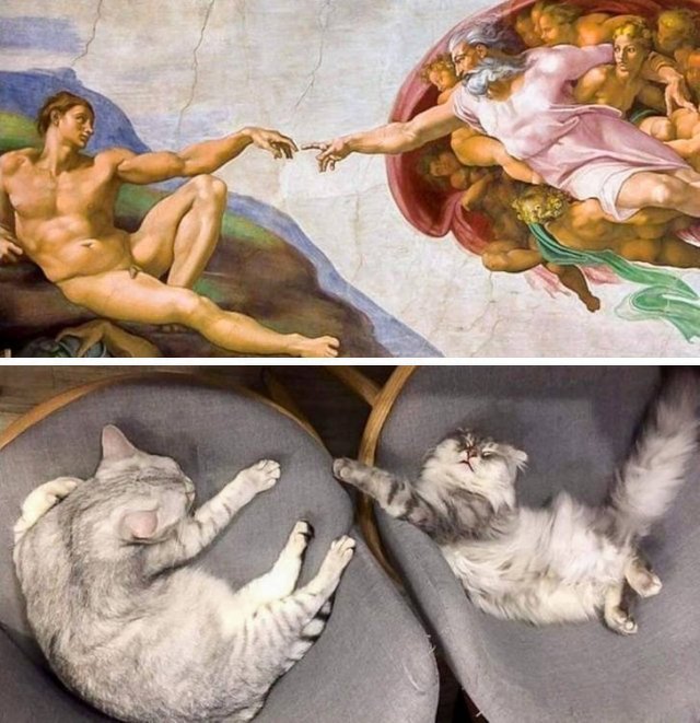 People Share Their Cute And Funny Cats (21 pics) People Share Their Cute And Funny Cats (21 pics)
