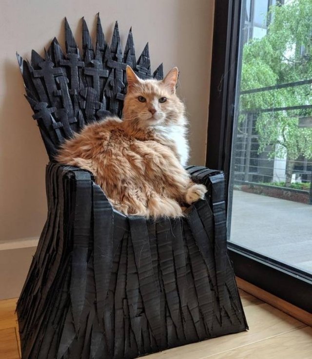 People Share Their Cute And Funny Cats (21 pics) People Share Their Cute And Funny Cats (21 pics)