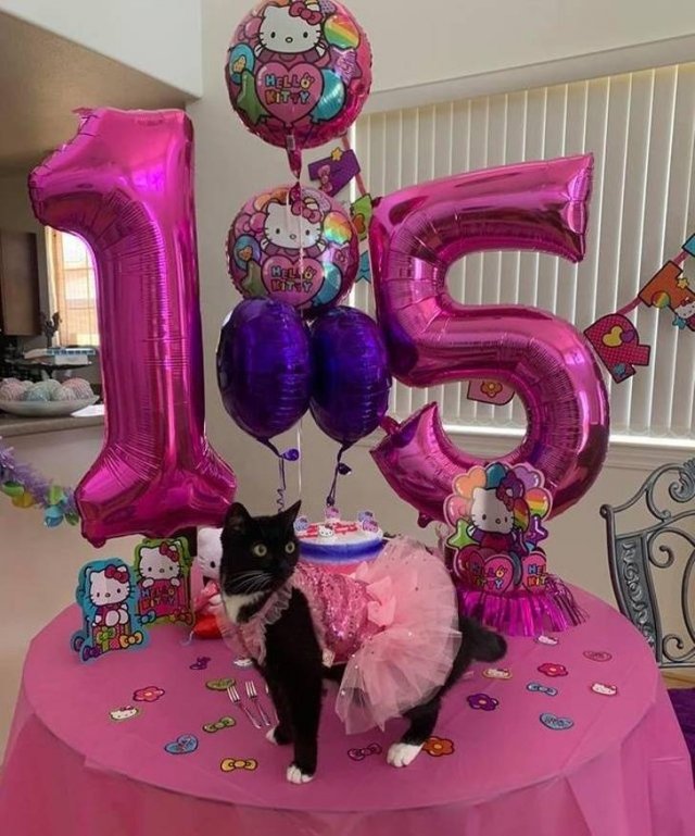 People Share Their Cute And Funny Cats (21 pics) People Share Their Cute And Funny Cats (21 pics)