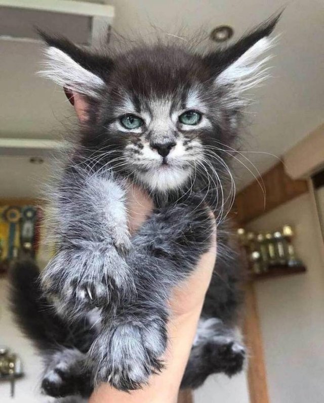 People Share Their Cute And Funny Cats (21 pics) People Share Their Cute And Funny Cats (21 pics)