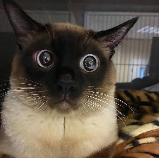People Share Their Cute And Funny Cats (21 pics) People Share Their Cute And Funny Cats (21 pics)