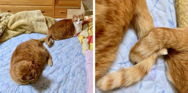 People Share Their Cute And Funny Cats (21 pics)
