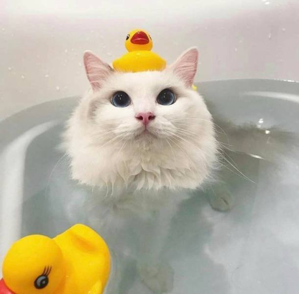 People Share Their Cute And Funny Cats (21 pics) People Share Their Cute And Funny Cats (21 pics)
