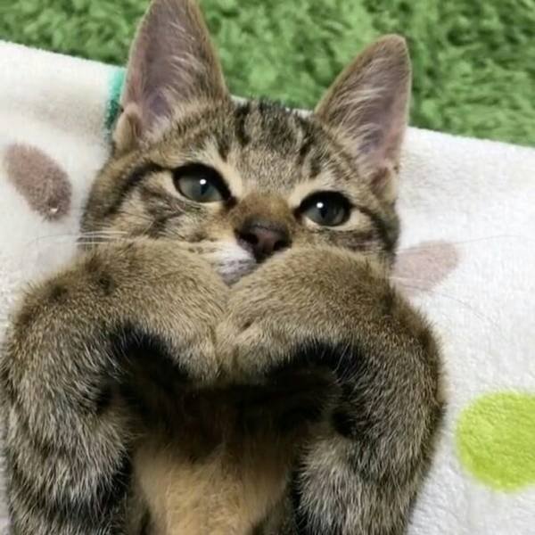 People Share Their Cute And Funny Cats (21 pics) People Share Their Cute And Funny Cats (21 pics)