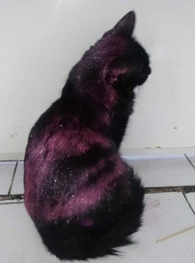 People Share Their Cute And Funny Cats (21 pics) People Share Their Cute And Funny Cats (21 pics)