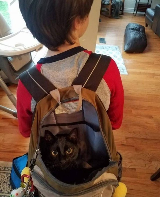 People Share Their Cute And Funny Cats (21 pics) People Share Their Cute And Funny Cats (21 pics)