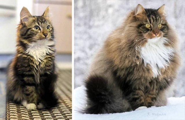 People Share Their Cute And Funny Cats (21 pics) People Share Their Cute And Funny Cats (21 pics)