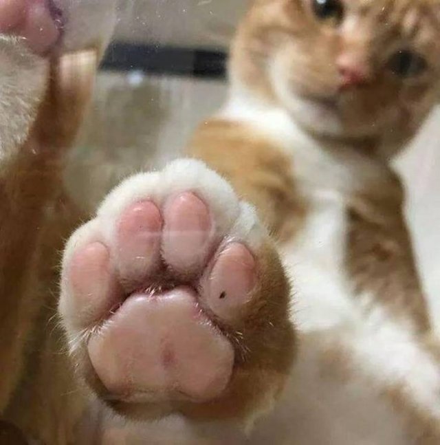 People Share Their Cute And Funny Cats (21 pics) People Share Their Cute And Funny Cats (21 pics)
