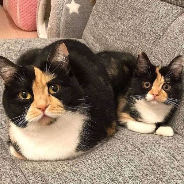 People Share Their Cute And Funny Cats (21 pics) People Share Their Cute And Funny Cats (21 pics)
