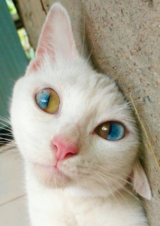 People Share Their Cute And Funny Cats (21 pics) People Share Their Cute And Funny Cats (21 pics)