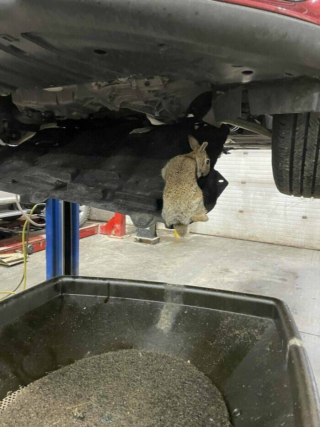 What Auto Mechanics Find (24 pics)