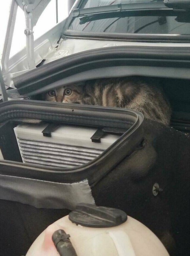 What Auto Mechanics Find (24 pics)