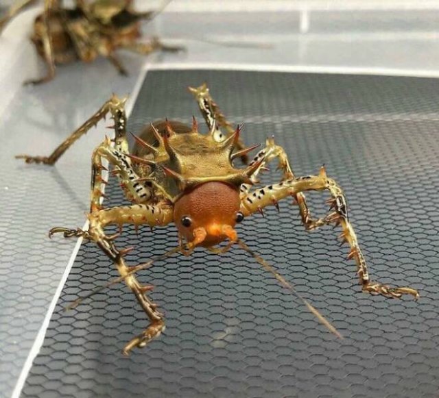 Interesting Finds And Discoveries (23 pics)