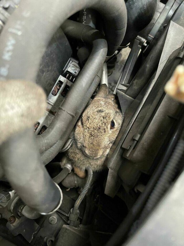 What Auto Mechanics Find (24 pics)