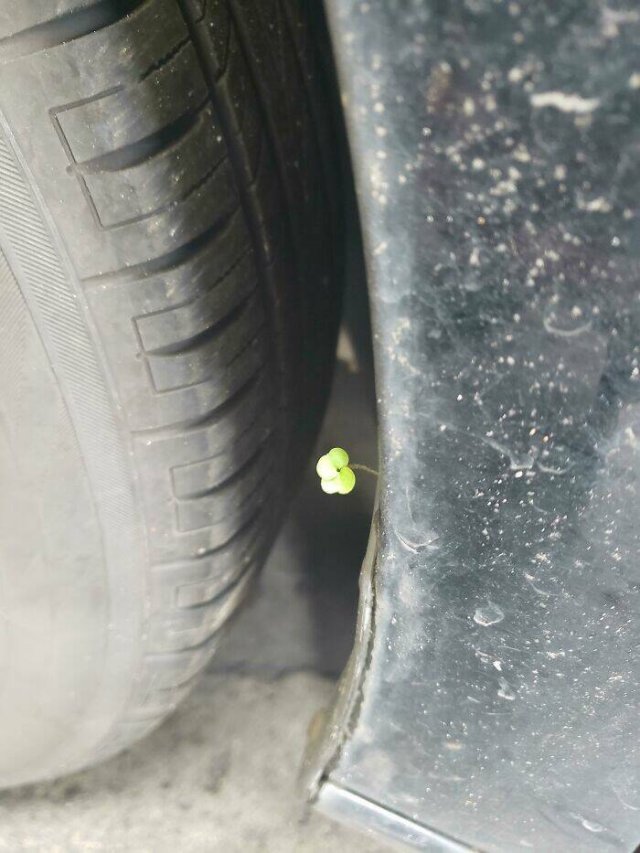 What Auto Mechanics Find (24 pics)