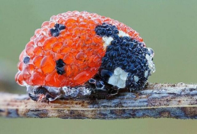 Interesting Finds And Discoveries (23 pics)