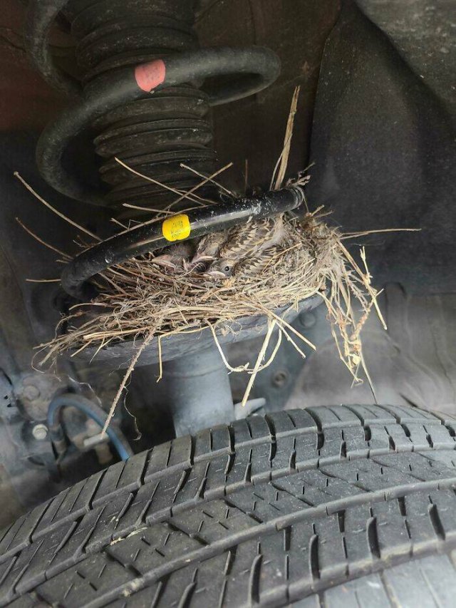 What Auto Mechanics Find (24 pics)