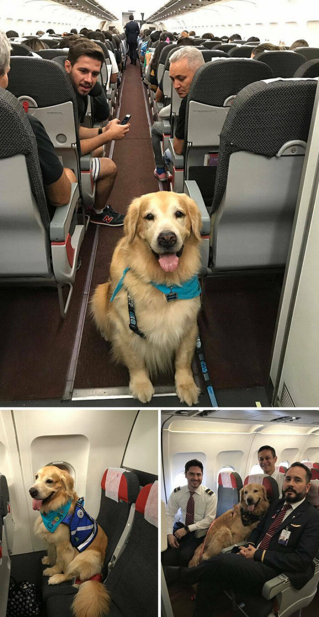 Unexpected Passengers (25 pics)