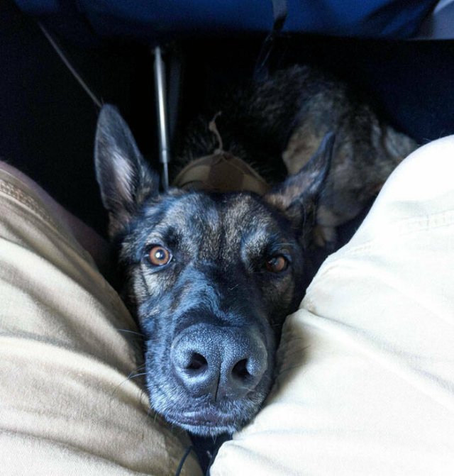Unexpected Passengers (25 pics)