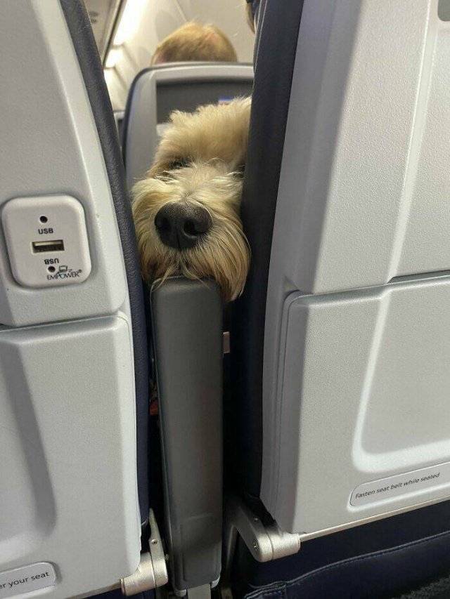 Unexpected Passengers (25 pics)