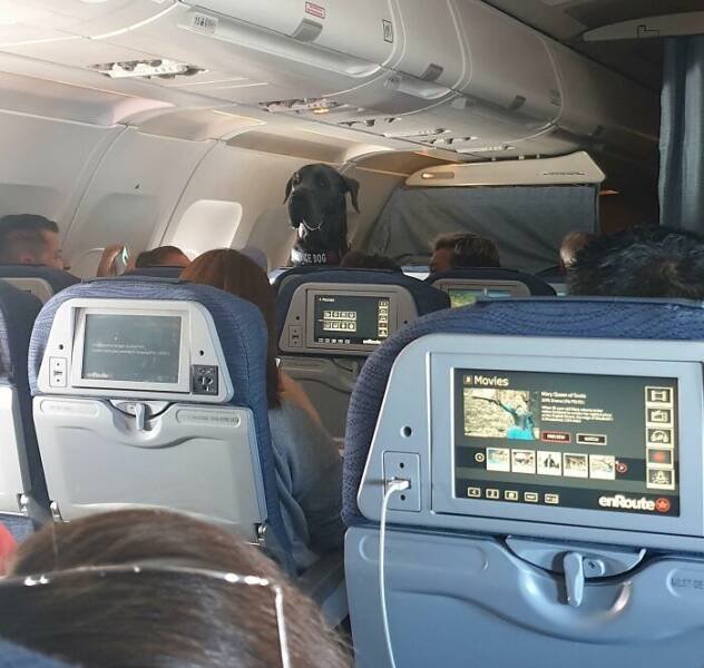 Unexpected Passengers (25 pics)