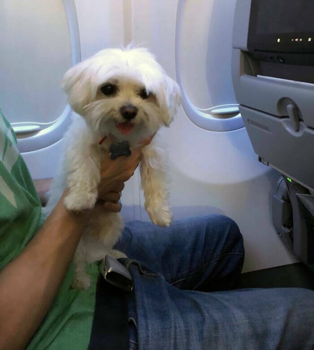 Unexpected Passengers (25 pics)