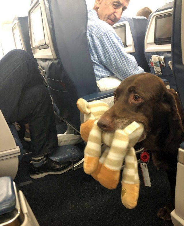 Unexpected Passengers (25 pics)