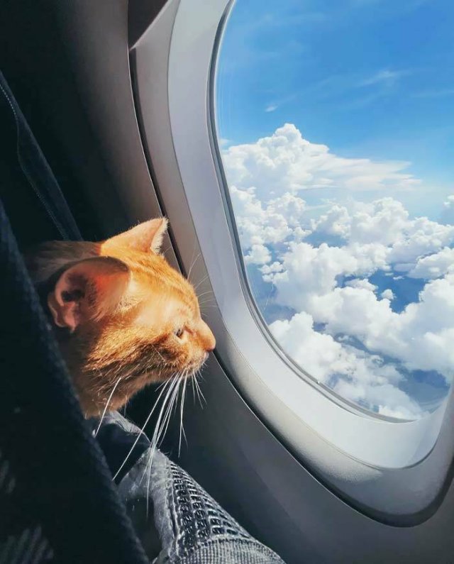 Unexpected Passengers (25 pics)
