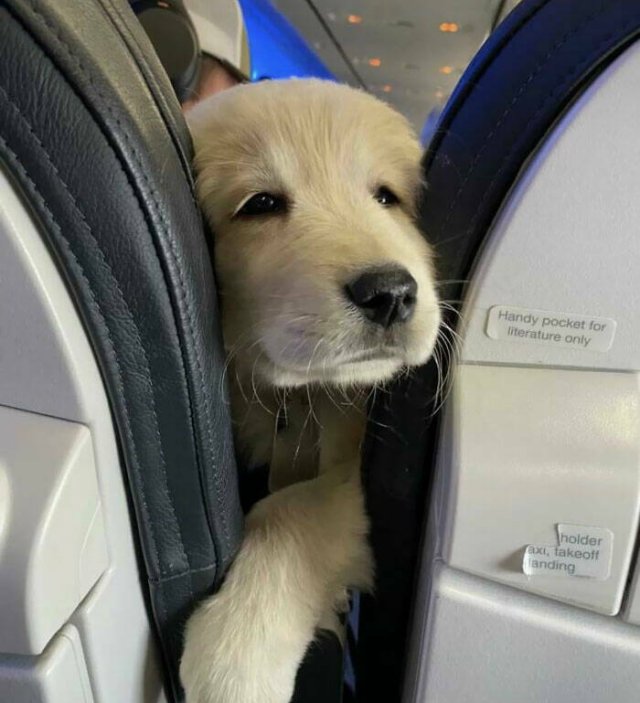 Unexpected Passengers (25 pics) Unexpected Passengers (25 pics)
