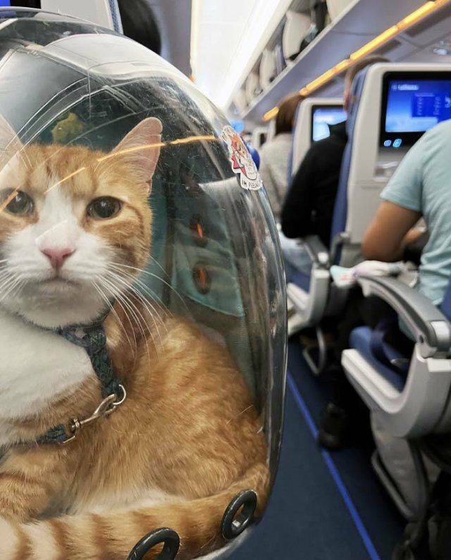 Unexpected Passengers (25 pics)