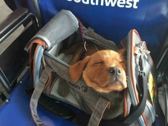 Unexpected Passengers (25 pics) Unexpected Passengers (25 pics)