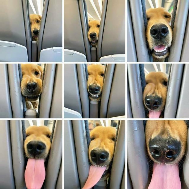 Unexpected Passengers (25 pics)