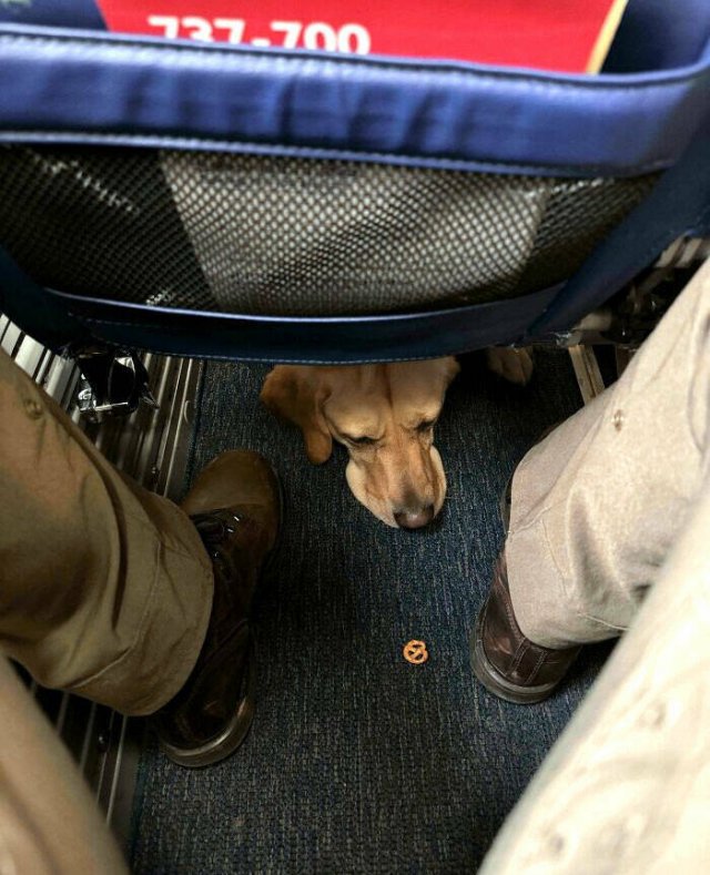 Unexpected Passengers (25 pics)