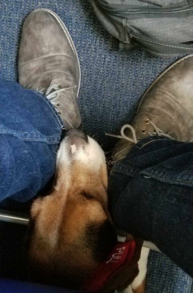 Unexpected Passengers (25 pics)