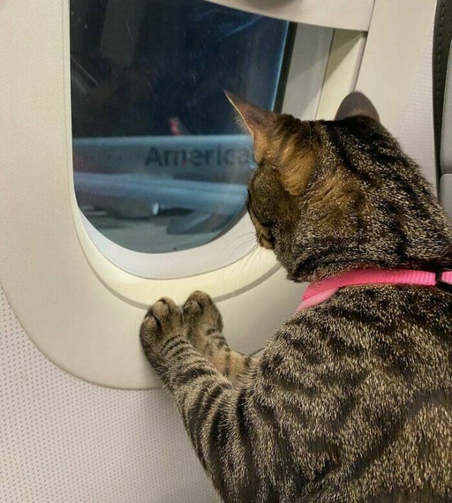 Unexpected Passengers (25 pics) Unexpected Passengers (25 pics)