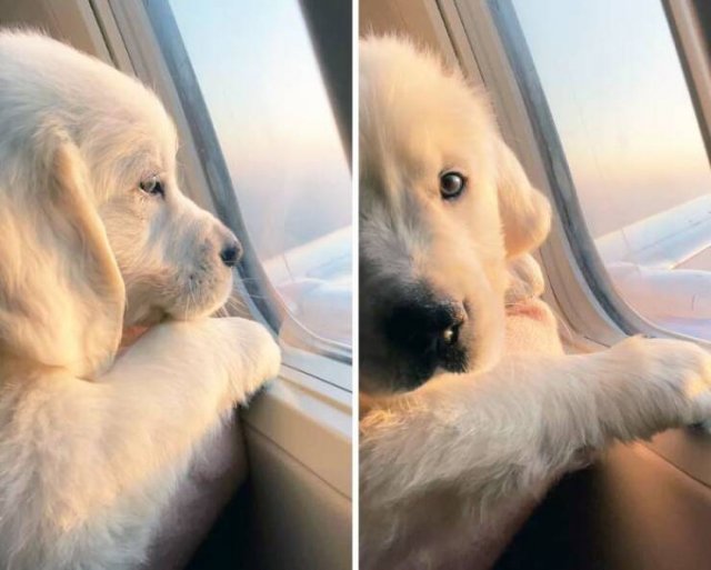 Unexpected Passengers (25 pics)