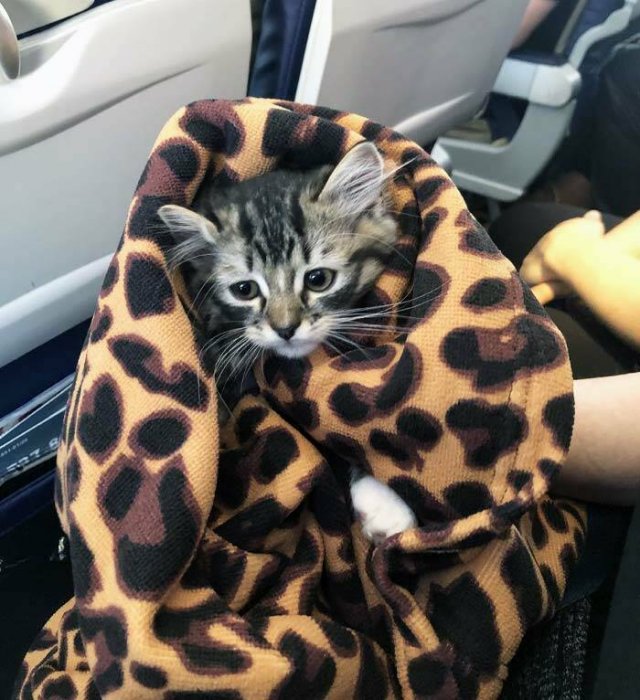 Unexpected Passengers (25 pics) Unexpected Passengers (25 pics)