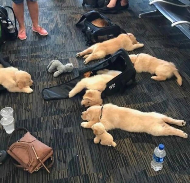 Unexpected Passengers (25 pics)